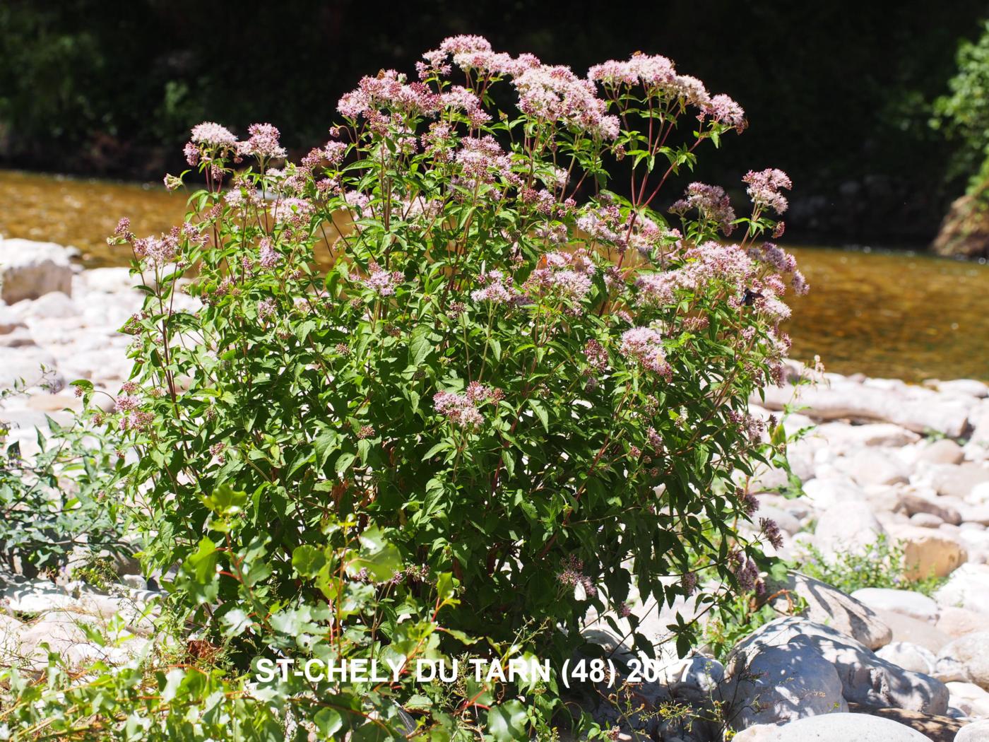 Hemp Agrimony plant